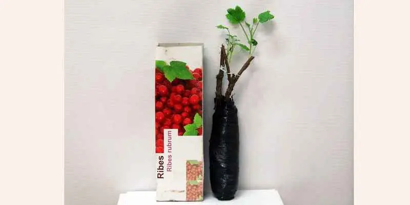 Саженец красная смородина Д10 Н40 